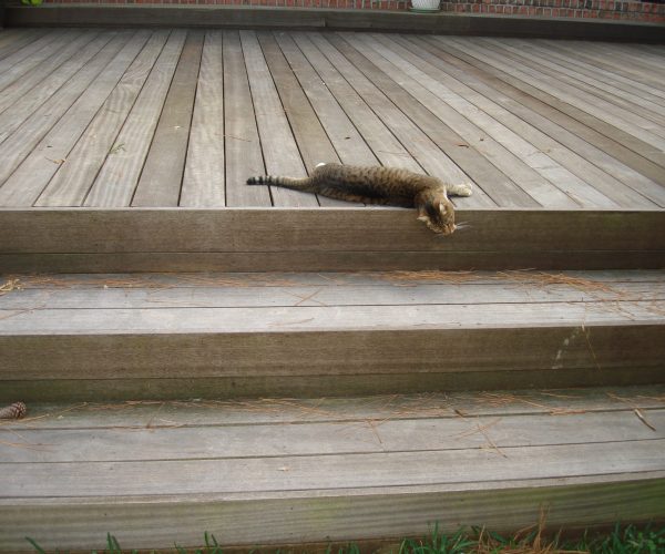 Yellow Balau Wood Deck + Cat
